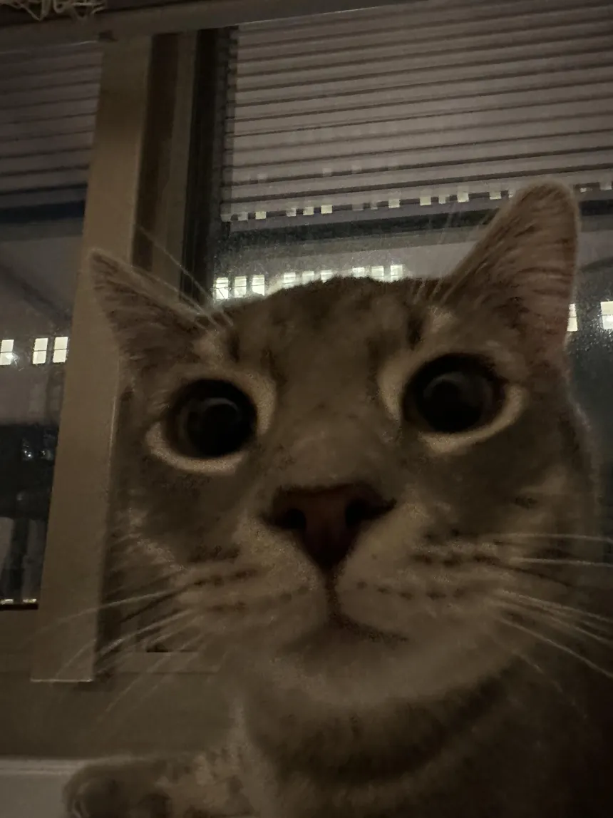 cat